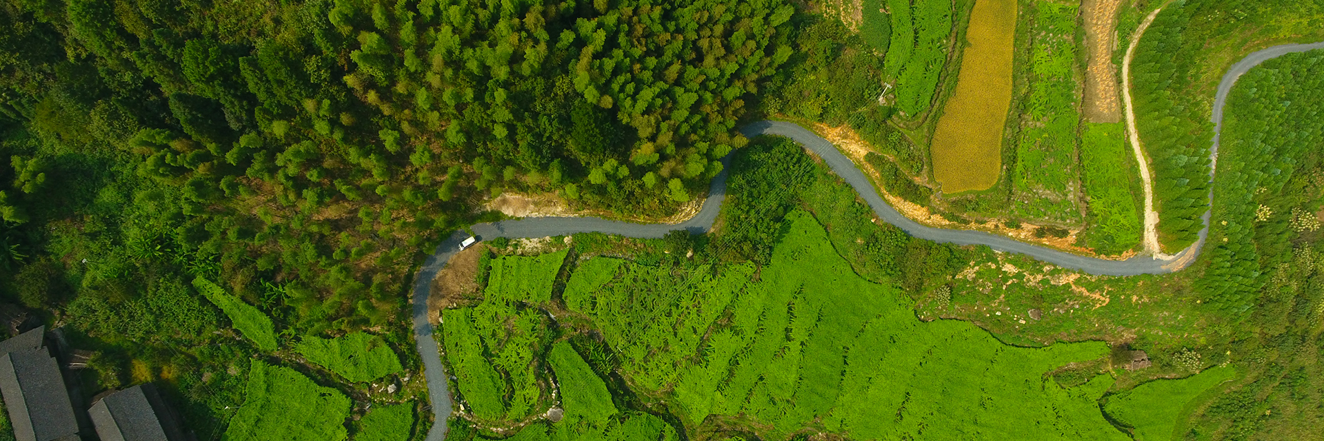 Say Goodbye to the Burden of Sucrose! Monk Fruit Extract Supports a Diabetes-Friendly Lifestyle