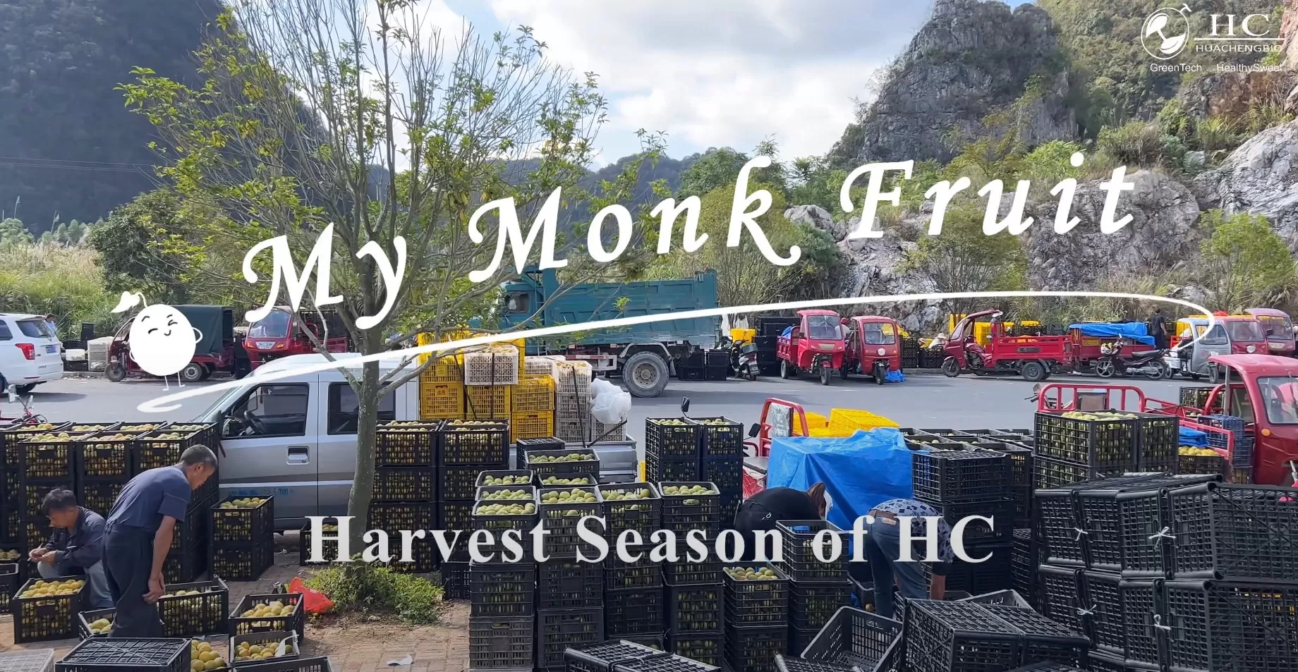 My Monk Fruit-Harvest Season