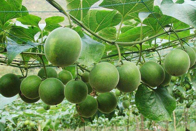 You should know Health Benefits and Downsides of Monk Fruit