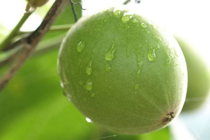 In daily life, how to identify monk fruit