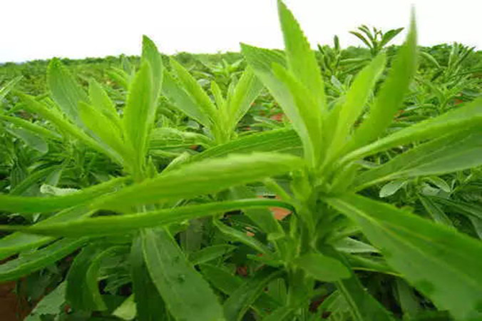 The hottest natural sweetener: Stevia