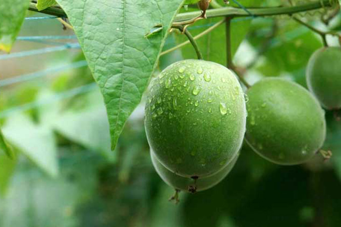 YES or No about monk fruit