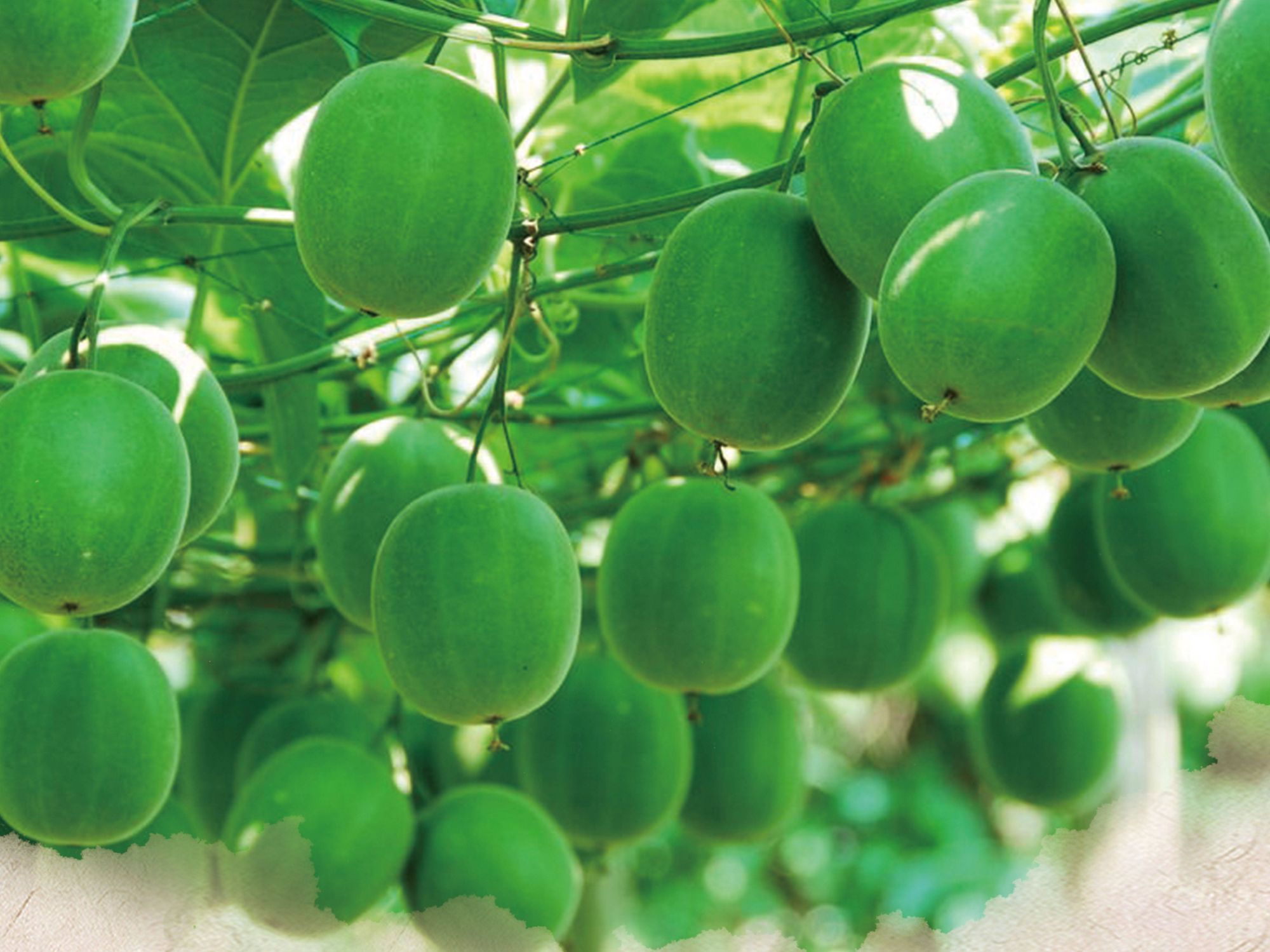 Monk Fruit: Nature's Best Sweetener?