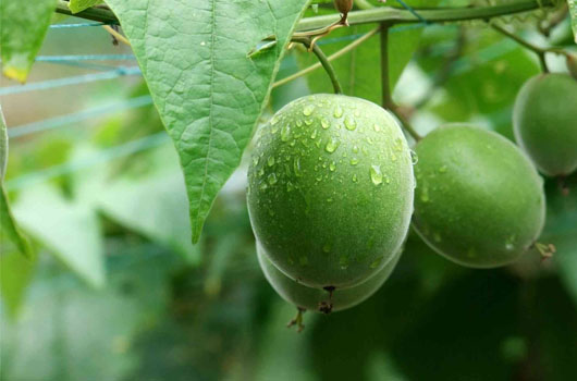Is Monk Fruit a Healthy Sweetener?