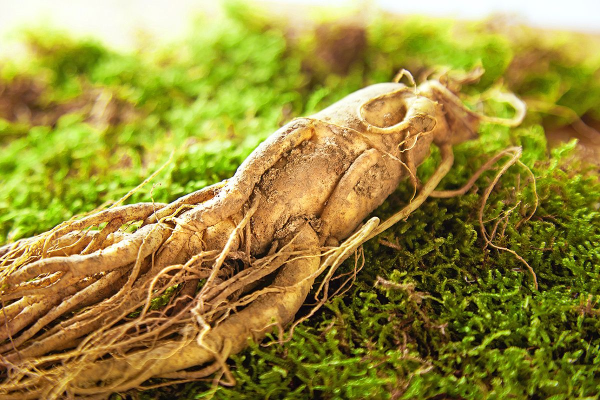 Learn about ginseng extract in 3 minutes