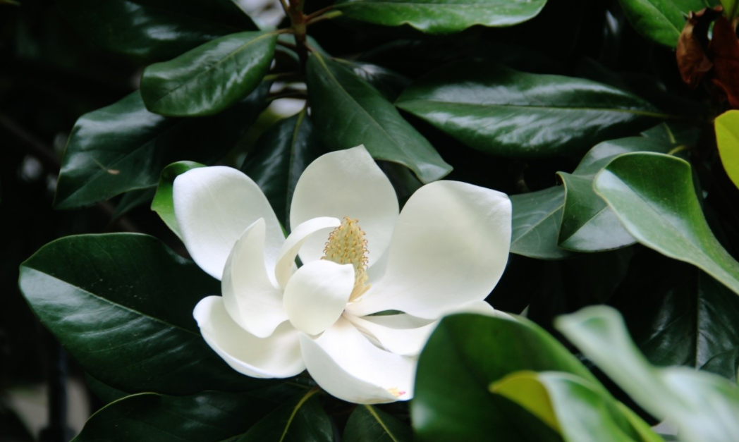Wêr wurdt Magnolia Bark Extract foar brûkt?
