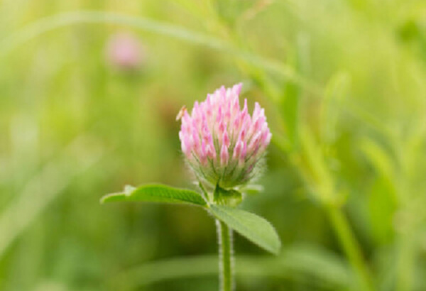 The Benefits of Red Clover Extract